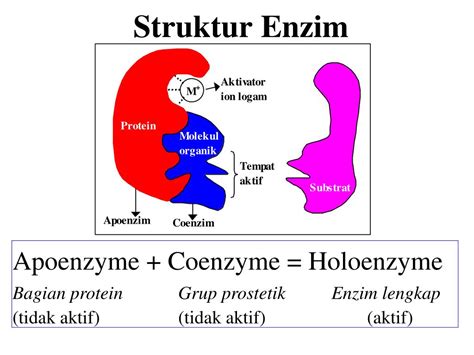 Contoh enzim intraseluler dan ekstraseluler  Enzim dapat digunakan berulang kali karena tidak ikut bereaksi